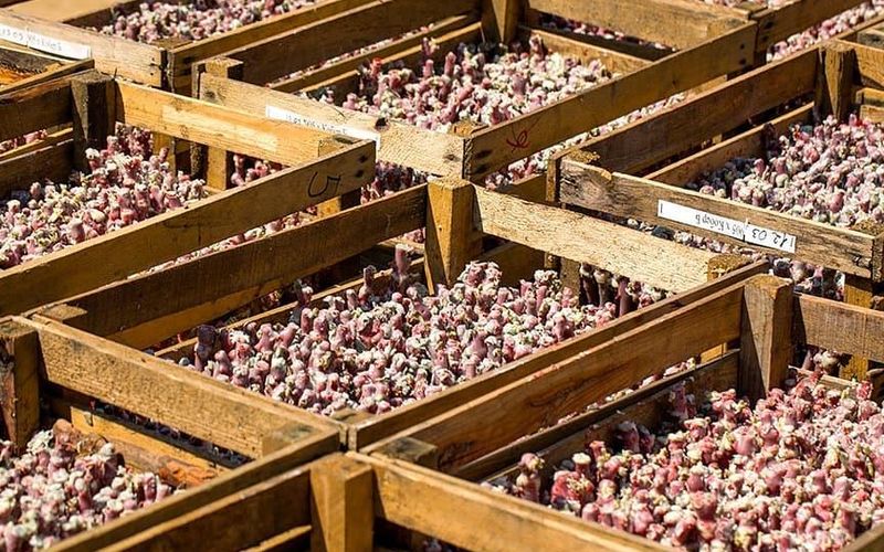 Фото: instagram.com / fanagoriawinery